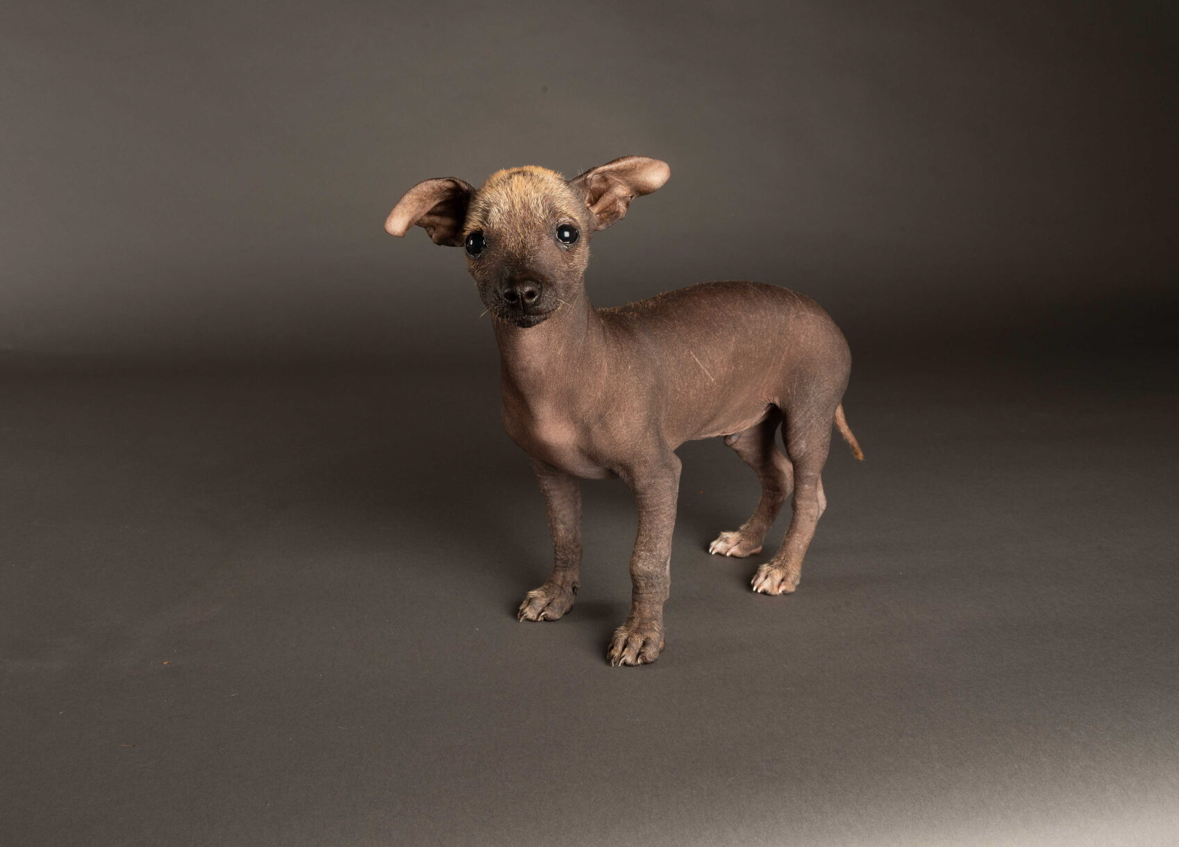 PUPPY BOWL XVII